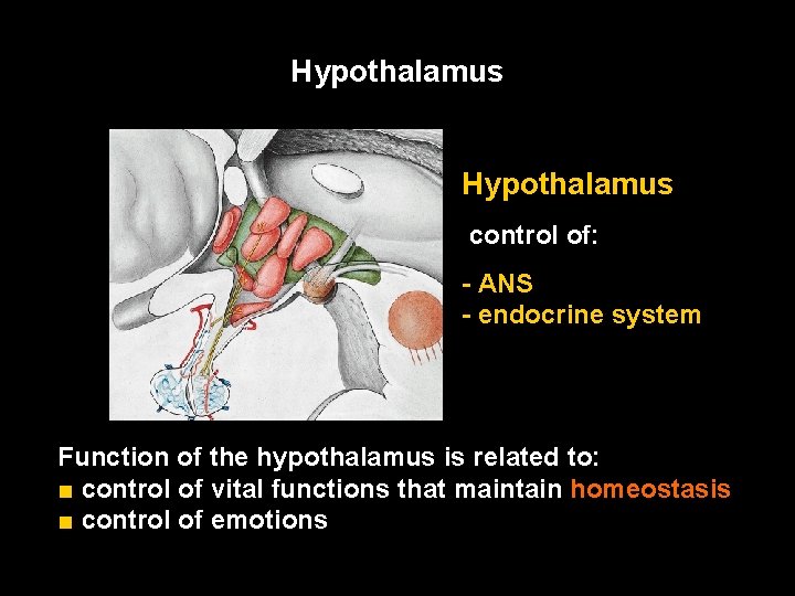 Hypothalamus control of: - ANS - endocrine system Function of the hypothalamus is related