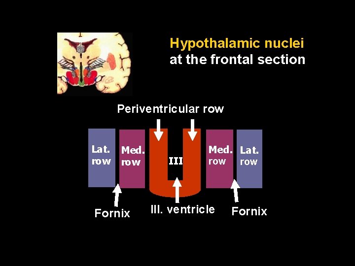 Hypothalamic nuclei at the frontal section Periventricular row Lat. row Med. row Fornix III.