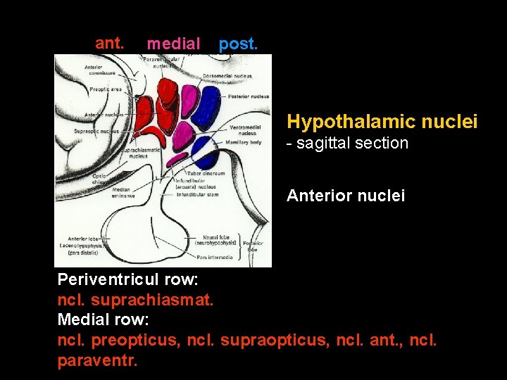 ant. medial post. Hypothalamic nuclei - sagittal section Anterior nuclei Periventricul row: ncl. suprachiasmat.