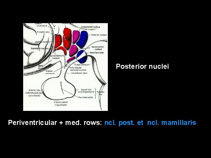 Posterior nuclei Periventricular + med. rows: ncl. post. et ncl. mamillaris 