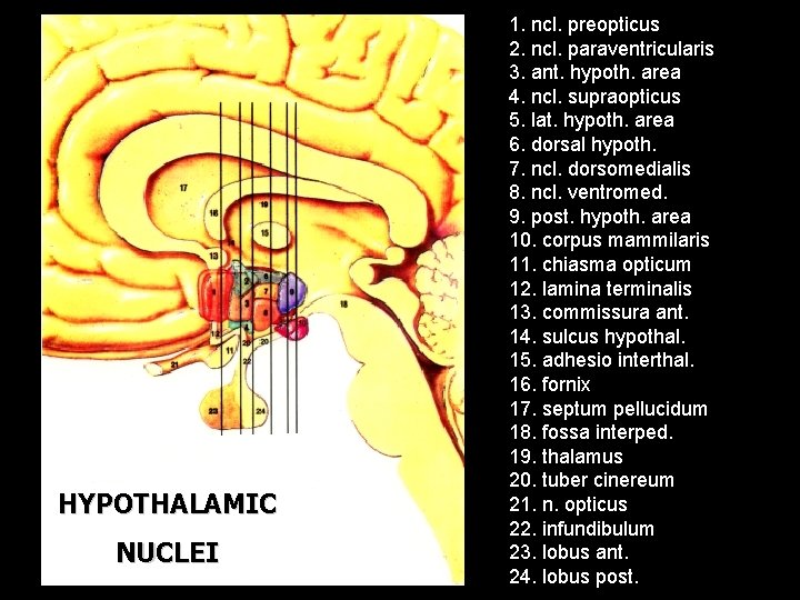 HYPOTHALAMIC NUCLEI 1. ncl. preopticus 2. ncl. paraventricularis 3. ant. hypoth. area 4. ncl.