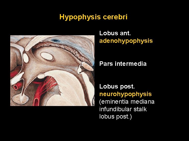 Hypophysis cerebri Lobus ant. adenohypophysis Pars intermedia Lobus post. neurohypophysis (eminentia mediana infundibular stalk