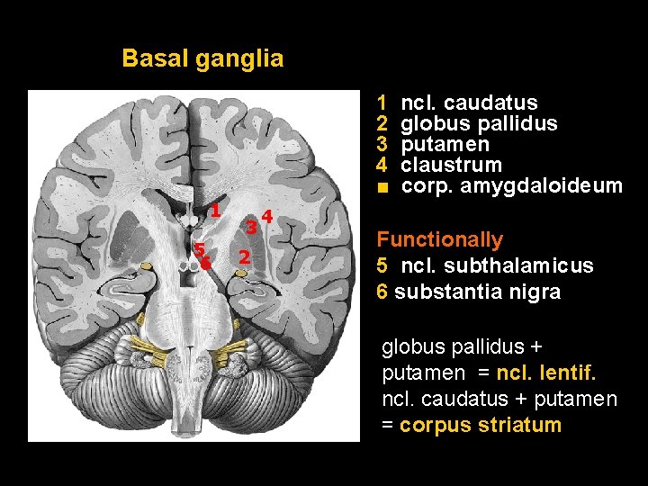 Basal ganglia 1 2 3 4 ■ 1 5 6 3 2 ncl. caudatus