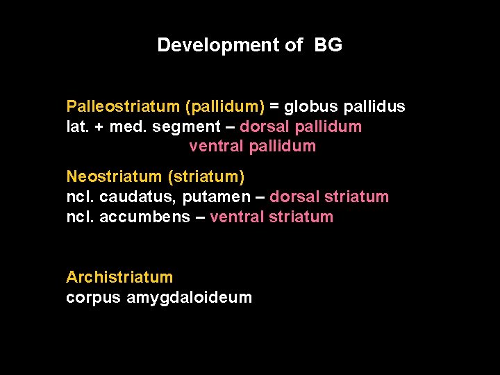 Development of BG Palleostriatum (pallidum) = globus pallidus lat. + med. segment – dorsal