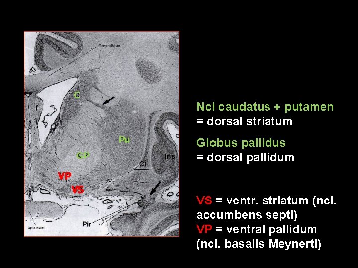 C Ncl caudatus + putamen = dorsal striatum Pu GP VP VS Globus pallidus