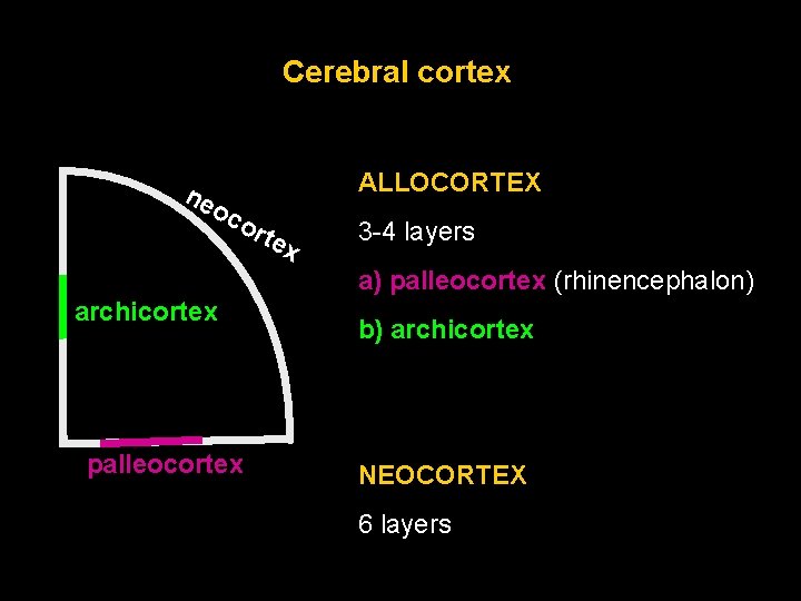 Cerebral cortex ne ALLOCORTEX oc ort ex 3 -4 layers a) palleocortex (rhinencephalon) archicortex