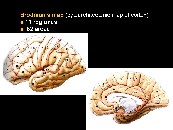 Brodman’s map (cytoarchitectonic map of cortex) ■ 11 regiones ■ 52 areae 