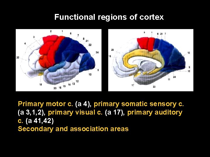 Functional regions of cortex Primary motor c. (a 4), primary somatic sensory c. (a