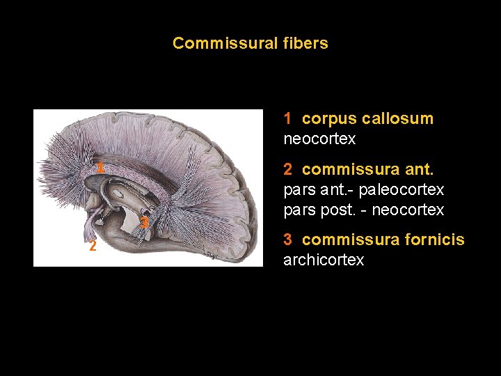 Commissural fibers 1 corpus callosum neocortex 1 3 2 2 commissura ant. pars ant.