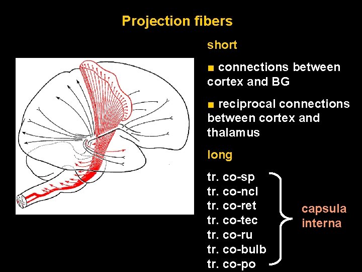 Projection fibers short ■ connections between cortex and BG ■ reciprocal connections between cortex