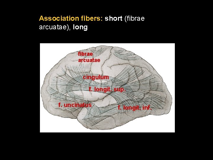 Association fibers: short (fibrae arcuatae), long fibrae arcuatae cingulum f. longit. sup. f. uncinatus