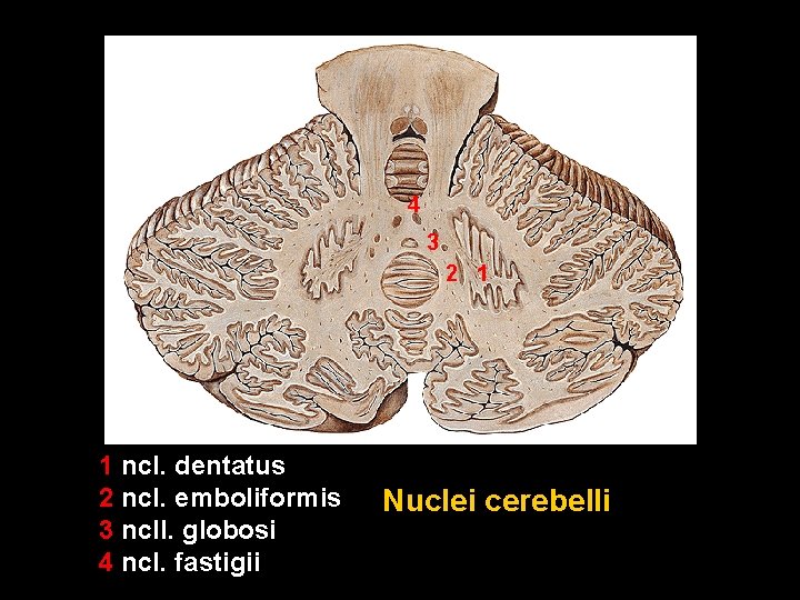 4 3 2 1 1 ncl. dentatus 2 ncl. emboliformis 3 ncll. globosi 4