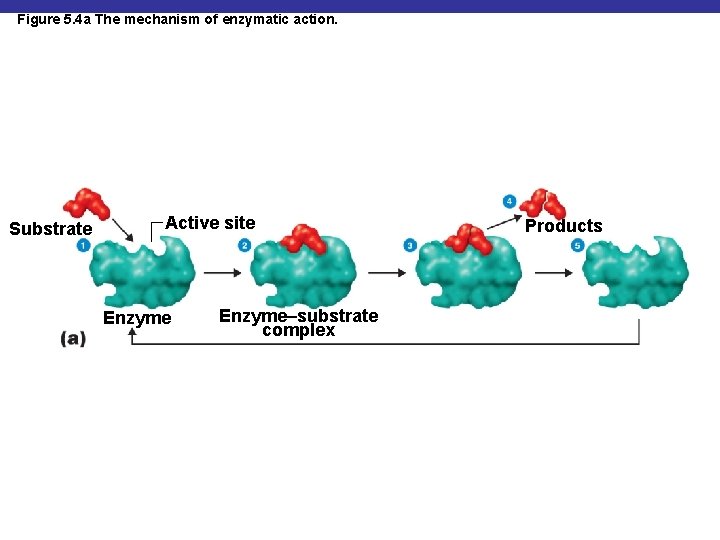 Figure 5. 4 a The mechanism of enzymatic action. Substrate Active site Enzyme–substrate complex