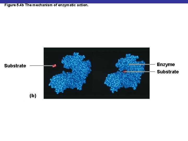 Figure 5. 4 b The mechanism of enzymatic action. Substrate Enzyme Substrate 