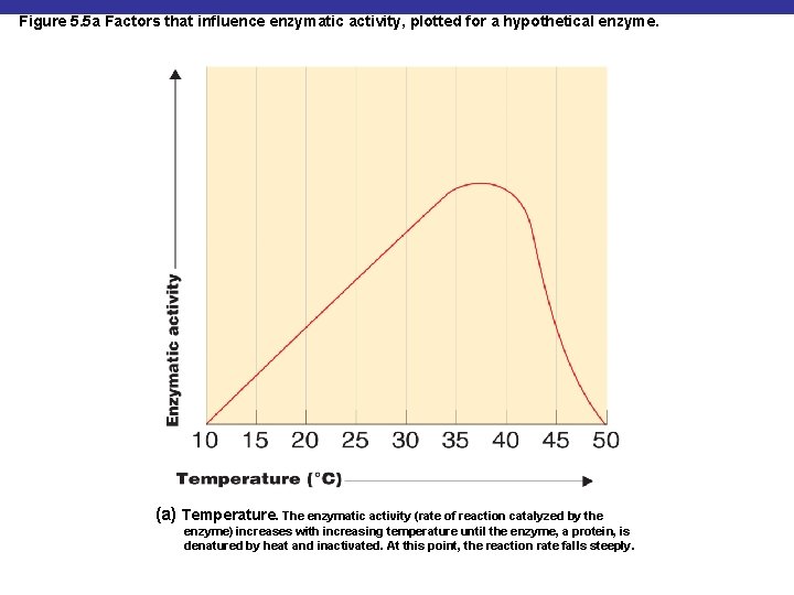 Figure 5. 5 a Factors that influence enzymatic activity, plotted for a hypothetical enzyme.
