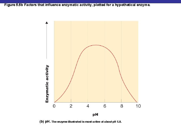 Figure 5. 5 b Factors that influence enzymatic activity, plotted for a hypothetical enzyme.