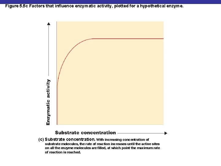 Figure 5. 5 c Factors that influence enzymatic activity, plotted for a hypothetical enzyme.