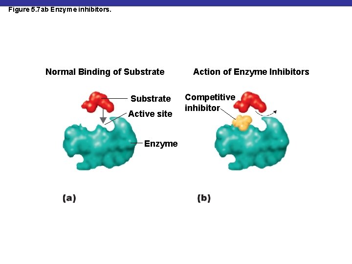 Figure 5. 7 ab Enzyme inhibitors. Normal Binding of Substrate Active site Enzyme Action