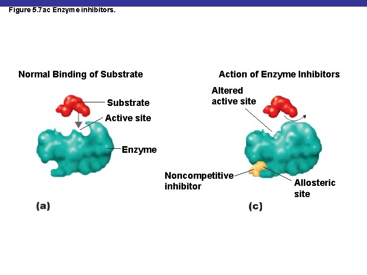 Figure 5. 7 ac Enzyme inhibitors. Normal Binding of Substrate Action of Enzyme Inhibitors