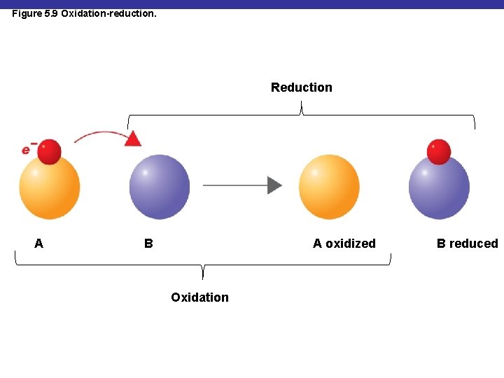 Figure 5. 9 Oxidation-reduction. Reduction A A oxidized B Oxidation B reduced 