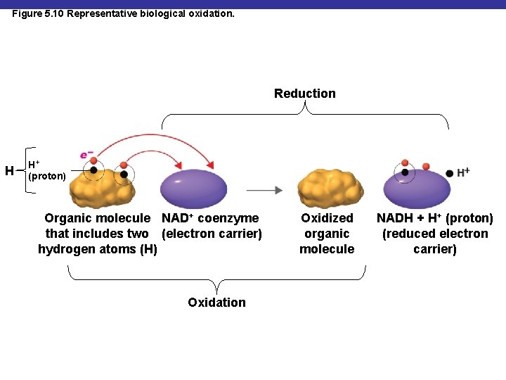 Figure 5. 10 Representative biological oxidation. Reduction H H+ (proton) Organic molecule NAD+ coenzyme