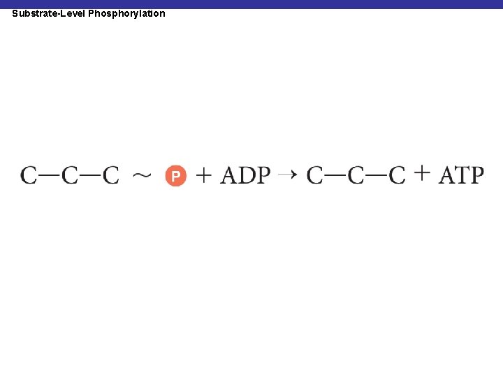 Substrate-Level Phosphorylation 