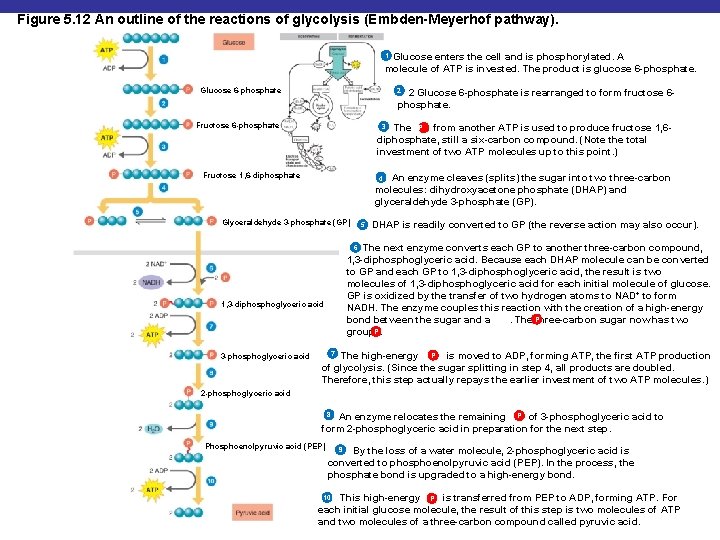 Figure 5. 12 An outline of the reactions of glycolysis (Embden-Meyerhof pathway). 1 Glucose