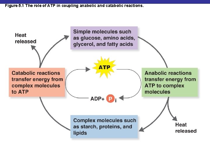Figure 5. 1 The role of ATP in coupling anabolic and catabolic reactions. 