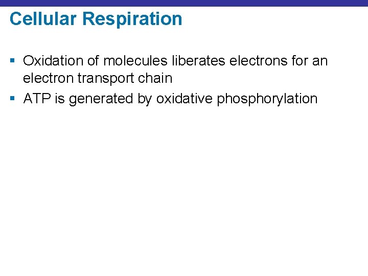 Cellular Respiration § Oxidation of molecules liberates electrons for an electron transport chain §