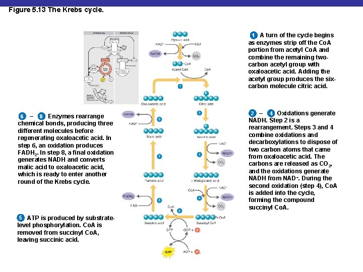 Figure 5. 13 The Krebs cycle. 1 A turn of the cycle begins as