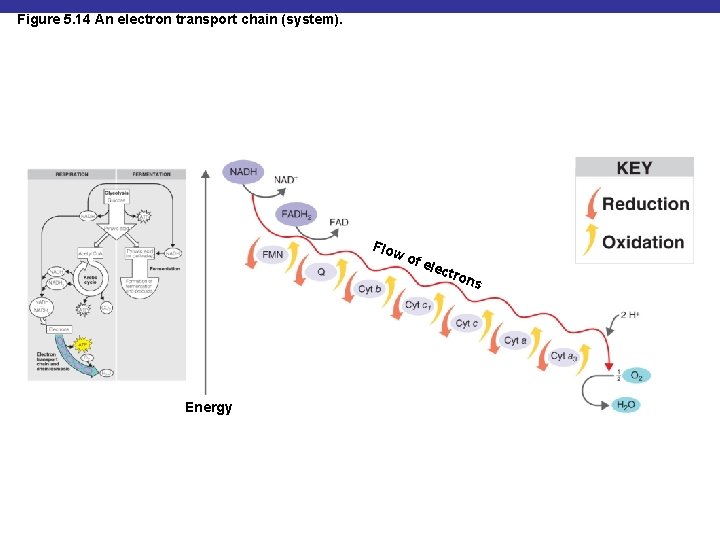 Figure 5. 14 An electron transport chain (system). Flo w of e le ctro