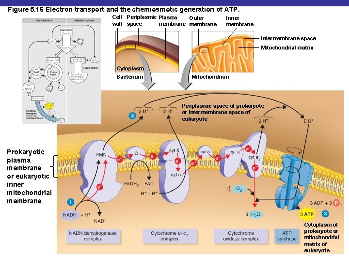 Figure 5. 16 Electron transport and the chemiosmotic generation of ATP. Cell Periplasmic Plasma