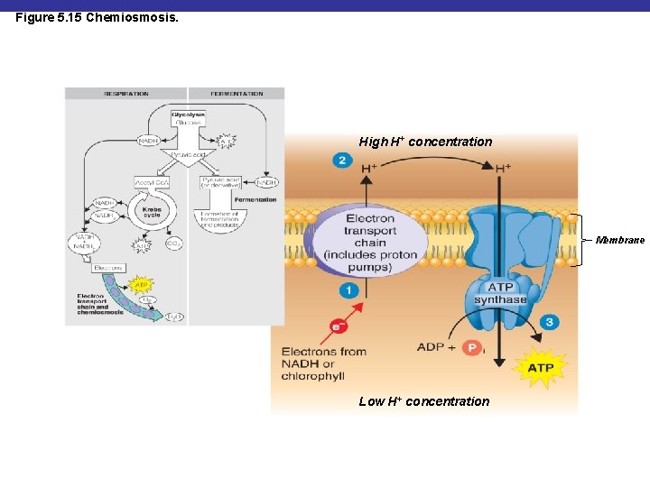 Figure 5. 15 Chemiosmosis. High H+ concentration Membrane Low H+ concentration 