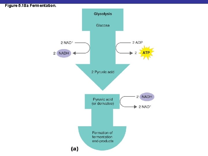 Figure 5. 18 a Fermentation. 