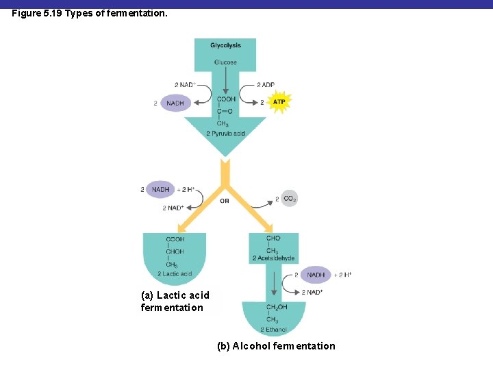 Figure 5. 19 Types of fermentation. (a) Lactic acid fermentation (b) Alcohol fermentation 