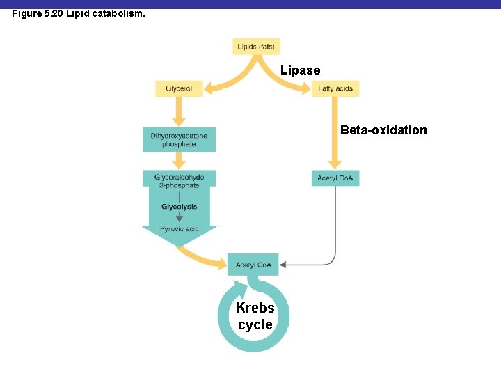 Figure 5. 20 Lipid catabolism. Lipase Beta-oxidation Krebs cycle 