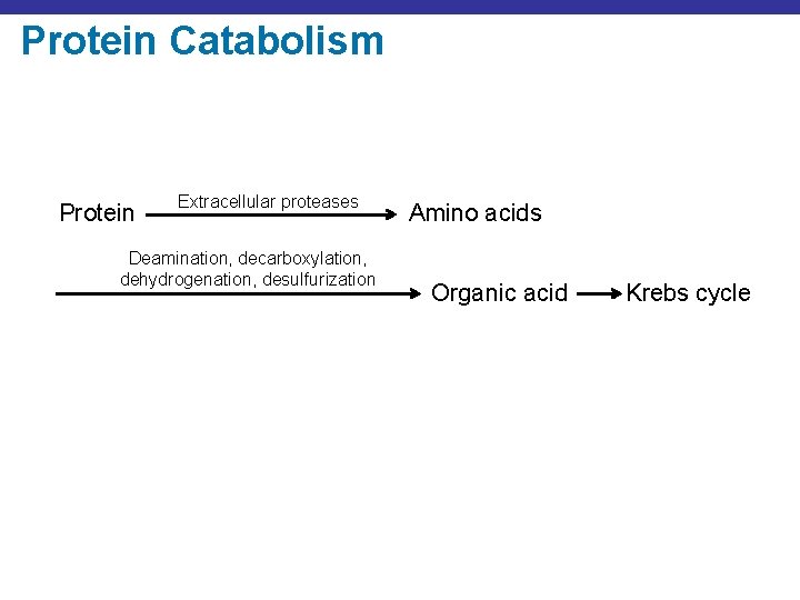 Protein Catabolism Protein Extracellular proteases Deamination, decarboxylation, dehydrogenation, desulfurization Amino acids Organic acid Krebs