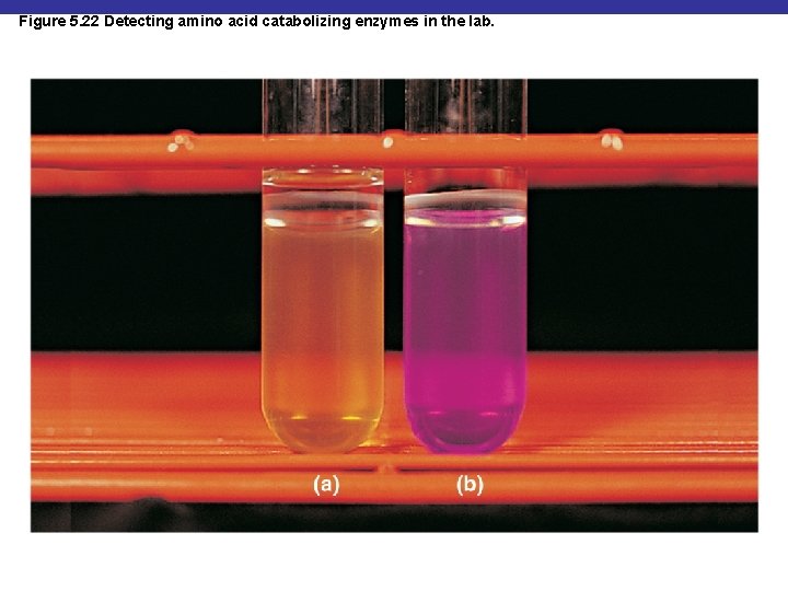 Figure 5. 22 Detecting amino acid catabolizing enzymes in the lab. 