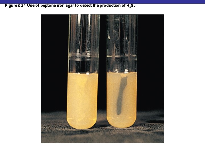 Figure 5. 24 Use of peptone iron agar to detect the production of H