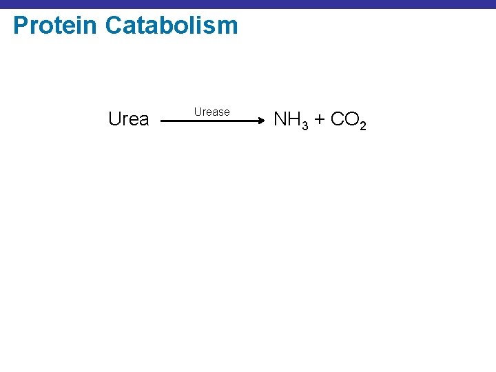 Protein Catabolism Urease NH 3 + CO 2 