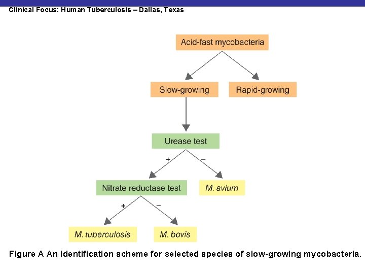 Clinical Focus: Human Tuberculosis – Dallas, Texas Figure A An identification scheme for selected