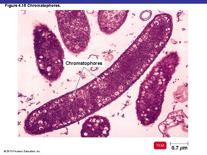 Figure 4. 15 Chromatophores © 2013 Pearson Education, Inc. 