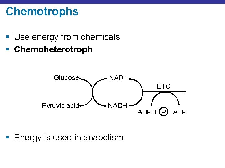 Chemotrophs § Use energy from chemicals § Chemoheterotroph Glucose NAD+ ETC Pyruvic acid NADH