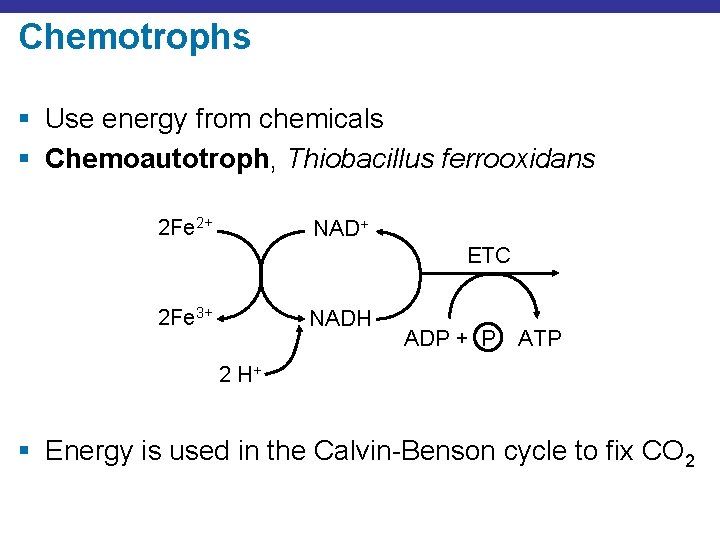 Chemotrophs § Use energy from chemicals § Chemoautotroph, Thiobacillus ferrooxidans 2 Fe 2+ NAD+