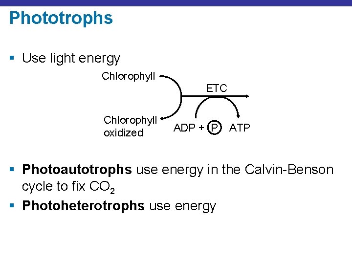 Phototrophs § Use light energy Chlorophyll ETC Chlorophyll oxidized ADP + P ATP §