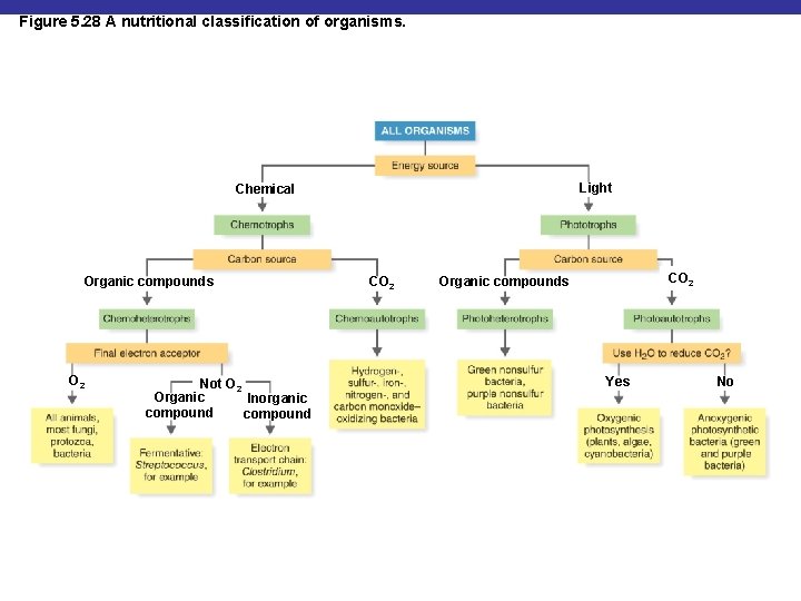 Figure 5. 28 A nutritional classification of organisms. Light Chemical Organic compounds O 2