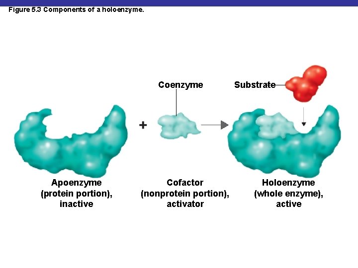 Figure 5. 3 Components of a holoenzyme. Coenzyme Apoenzyme (protein portion), inactive Cofactor (nonprotein