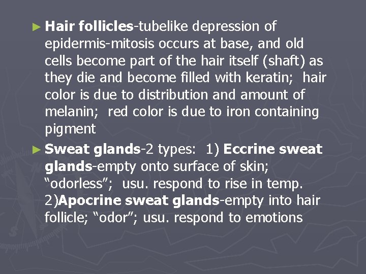 ► Hair follicles-tubelike depression of epidermis-mitosis occurs at base, and old cells become part