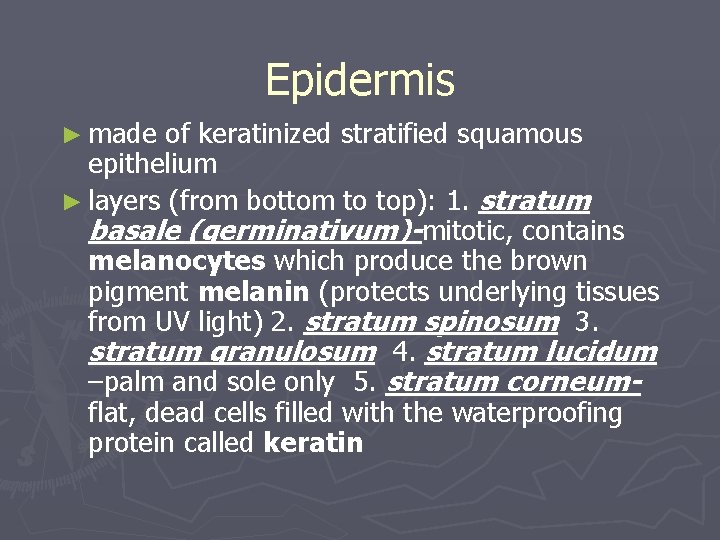 Epidermis ► made of keratinized stratified squamous epithelium ► layers (from bottom to top):