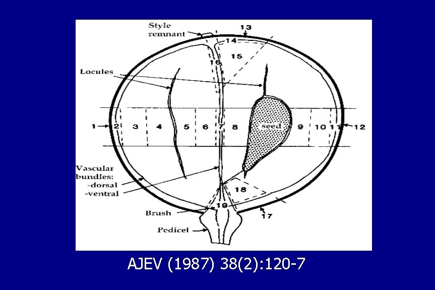 AJEV (1987) 38(2): 120 -7 